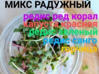 микрозелень микс радужный